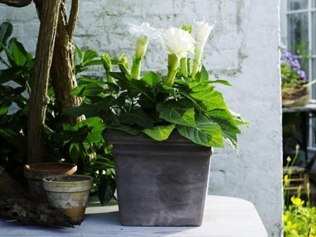 养的百合花为什么叶子发黄,为什么自己的百合花干不硬