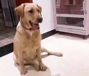 福懋宠物医院宠物洗澡,福懋动物医院西槎分院