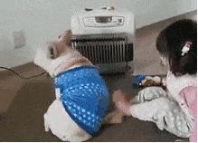 福懋宠物医院宠物洗澡,福懋动物医院西槎分院