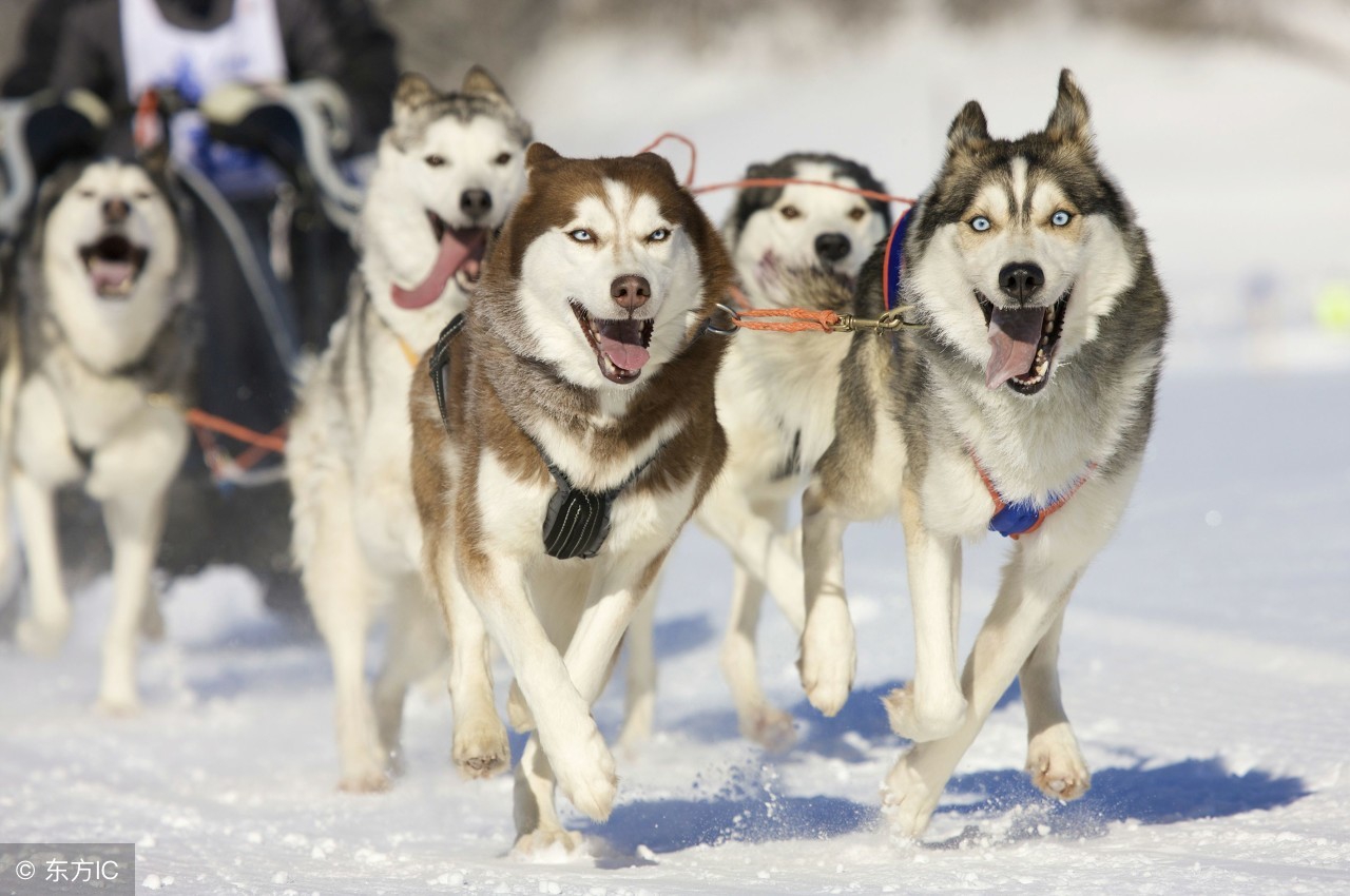哈士奇价格一般多少,哈士奇在购买中应该了解的事宜