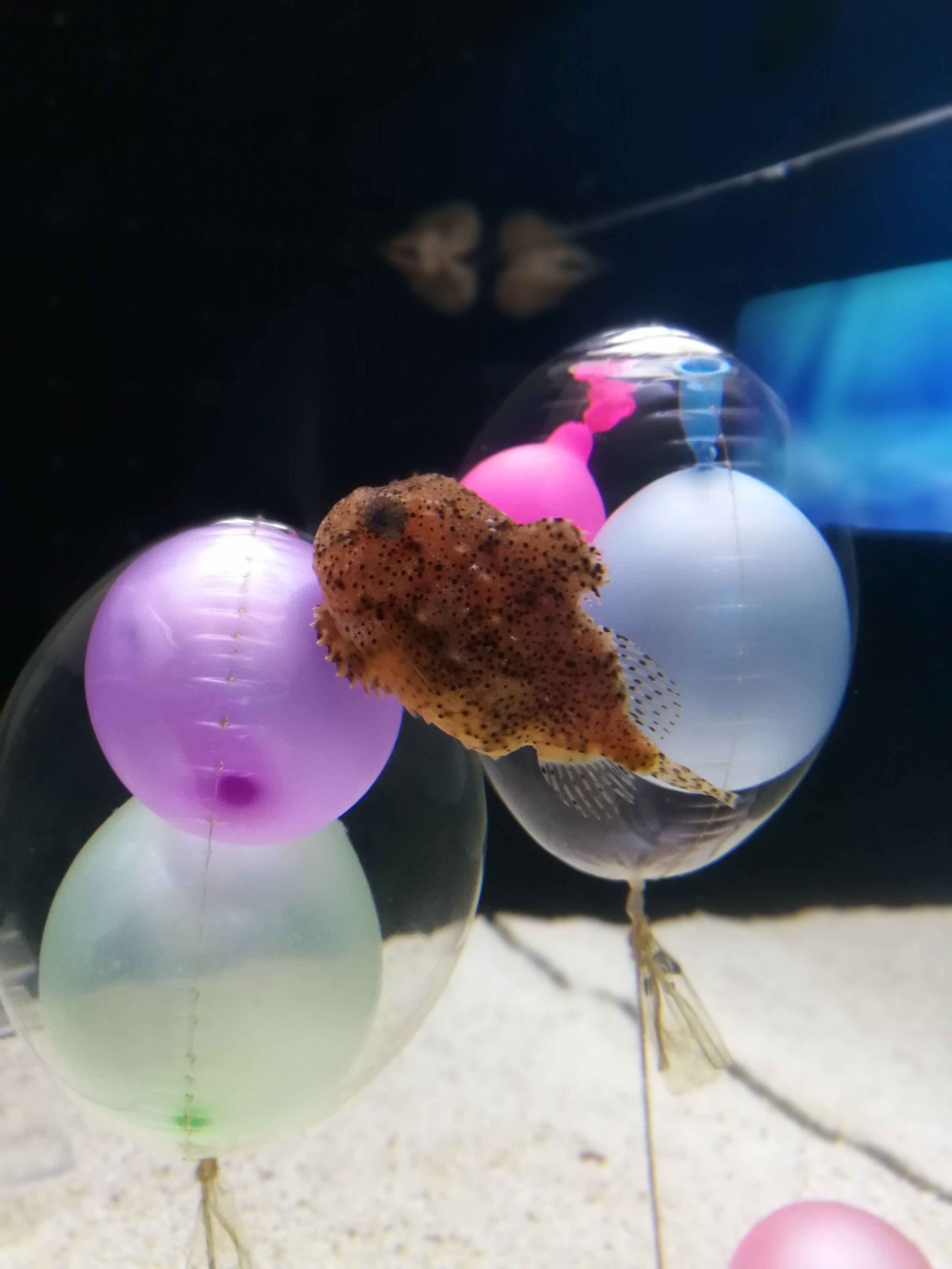 日本乐高亲子游,日本乐高亲子游玩中心在哪