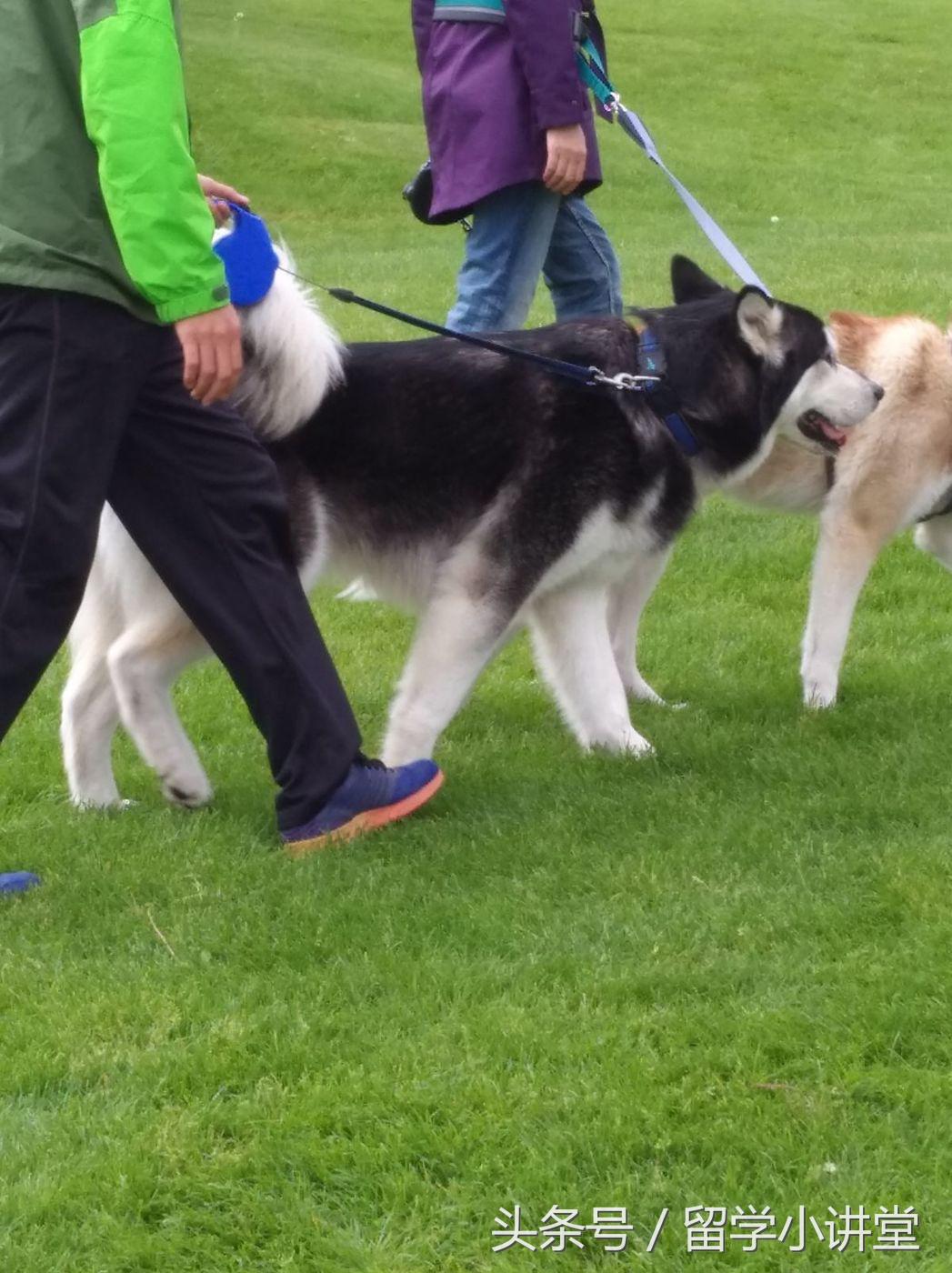 在加拿大长期生活是什么体验,在加拿大生活快乐吗