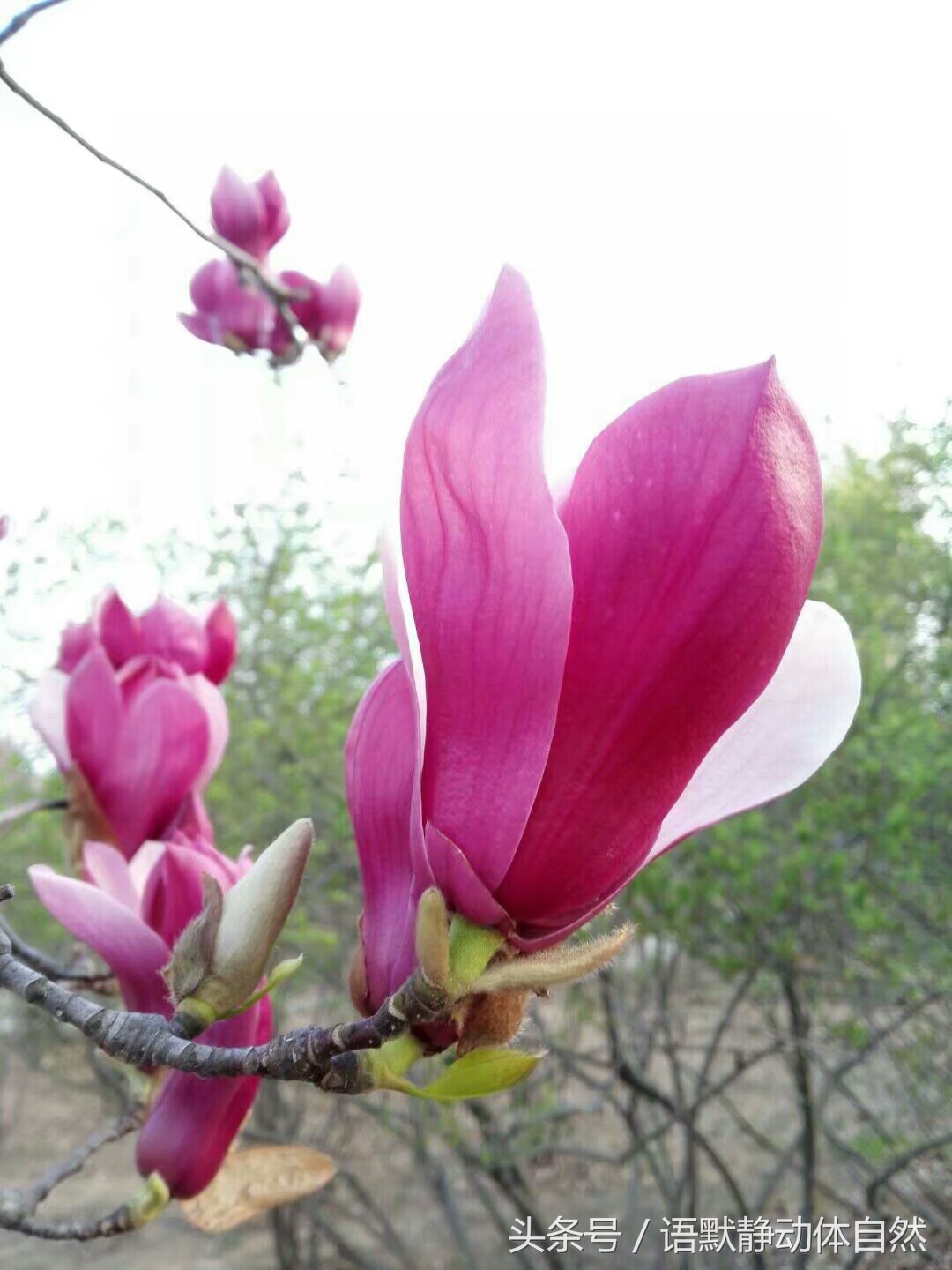 有一种叫什么药的花,有一种花叫桔梗