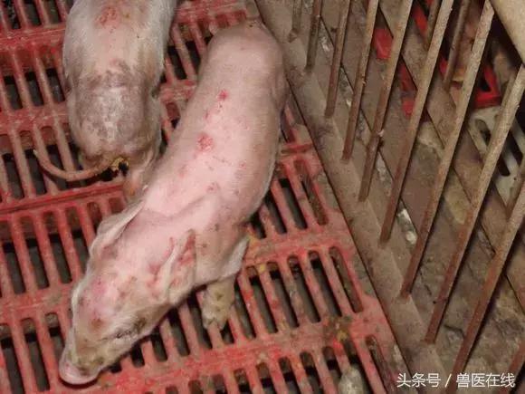 三十二种常见的猪病,100种常见的猪病