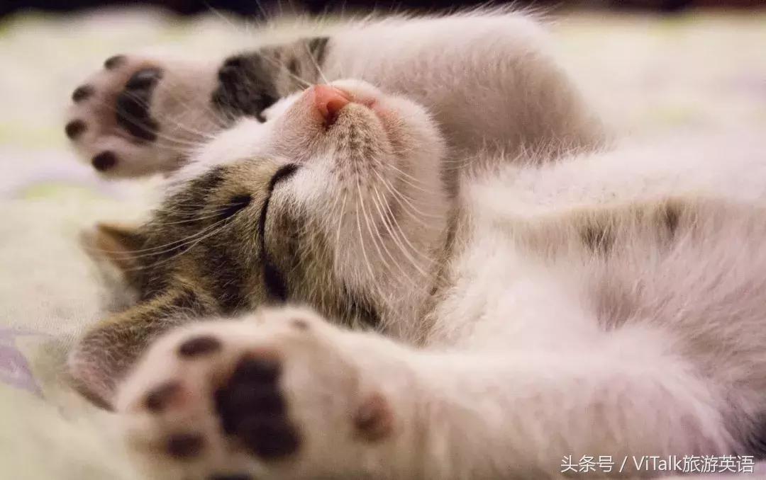 必看撸猫的正确方式,撸猫必学