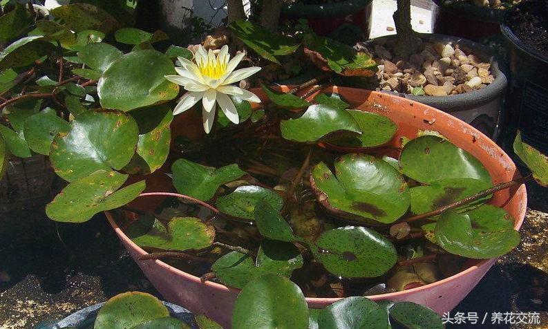 睡莲花瓶里怎么水养,睡莲养在水缸里套盆的技巧
