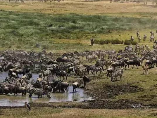 东非动物大迁徙记录完整版,东非野生动物大迁徙纪录片