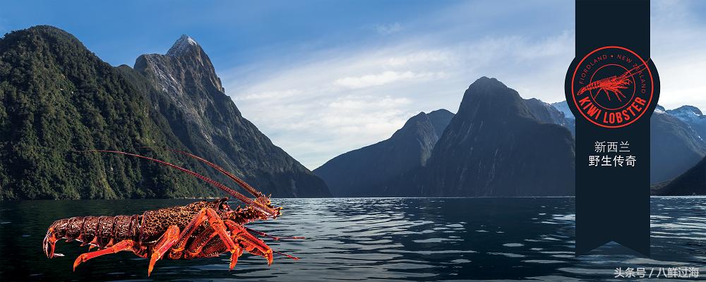 新西兰红色岩龙虾,新西兰岩龙虾介绍