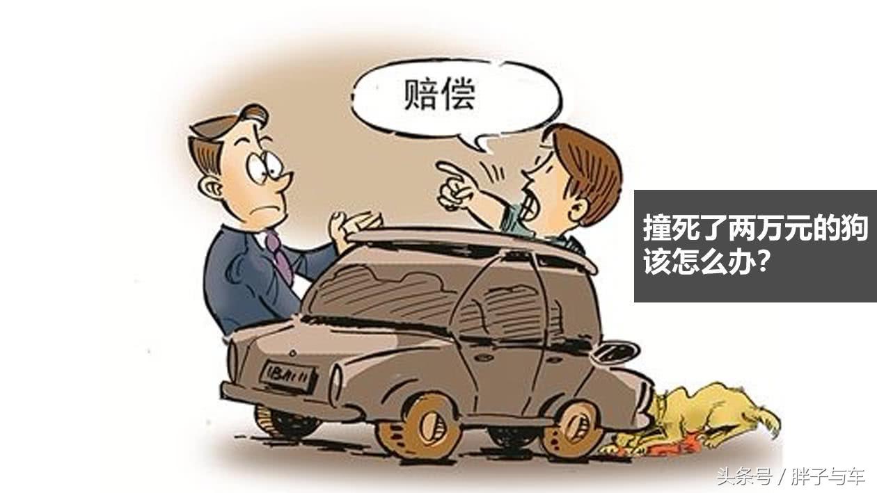 撞死了一条狗怎么处理,撞死一只狗后应该赔多少钱