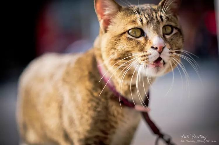 「喵百科」从胡须、耳朵、尾巴看透猫在想什么！