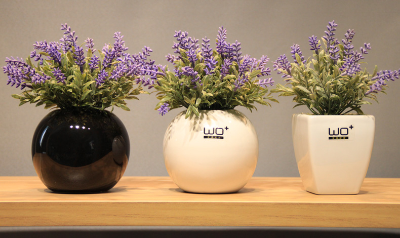 薰衣草怎么开花最香又好看,薰衣草开花方法步骤图