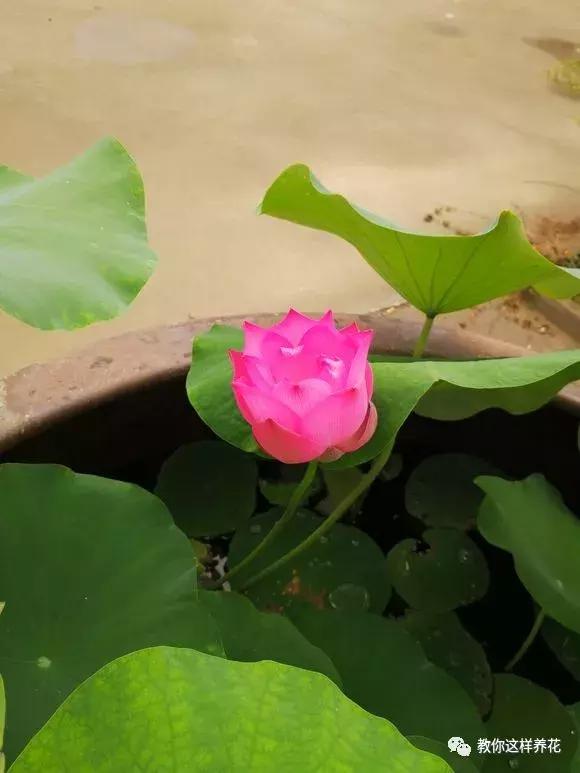 为了种花，老婆把老家的水缸偷来了，骗老妈说腌咸菜！