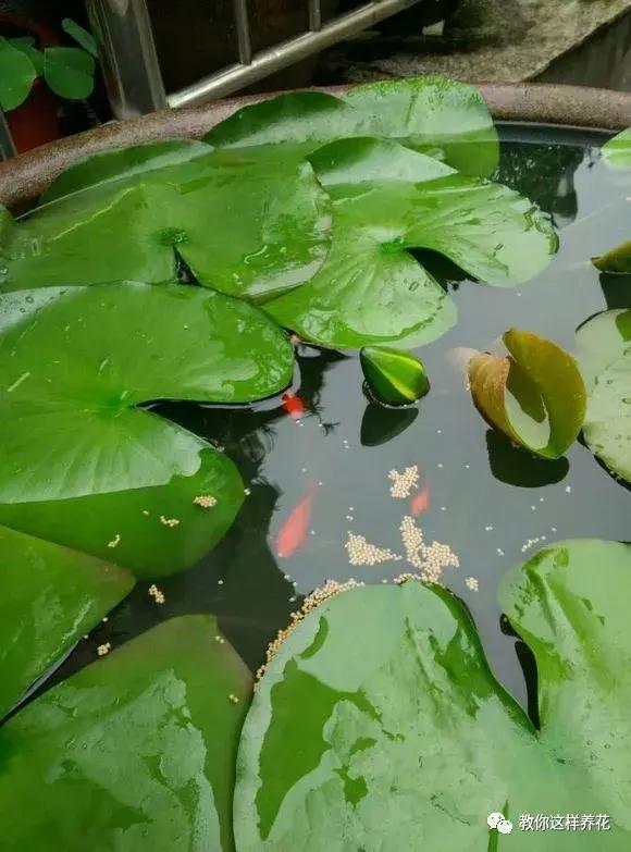 为了种花，老婆把老家的水缸偷来了，骗老妈说腌咸菜！
