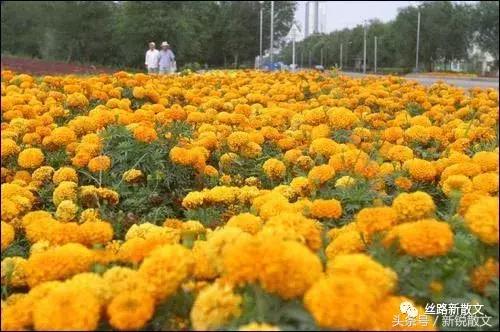 西出阳关，我愿把我埋在*疆新**