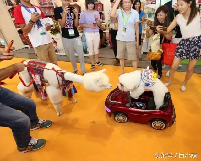 2024中国最大的宠物展,国际宠物展亚洲宠物展