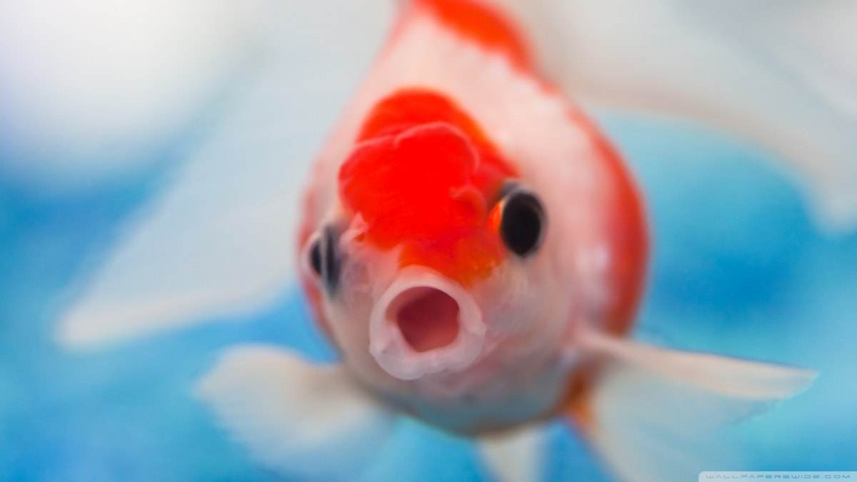 金鱼怎么养才不易生病,怎样饲养金鱼快速增体