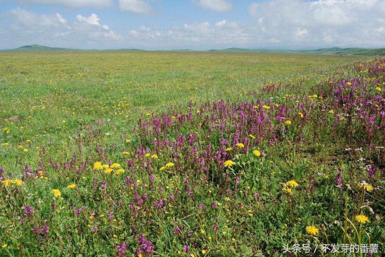 若尔盖草原花湖赏花时间,若尔盖草原最美的赏花期
