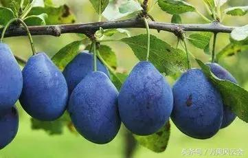 55元一斤的水果有哪些,5-6元一斤的水果有哪些