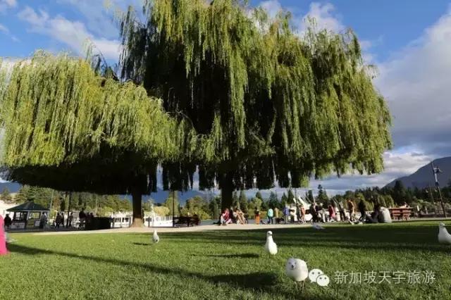 新西兰纯净之旅,10天时间旅游攻略