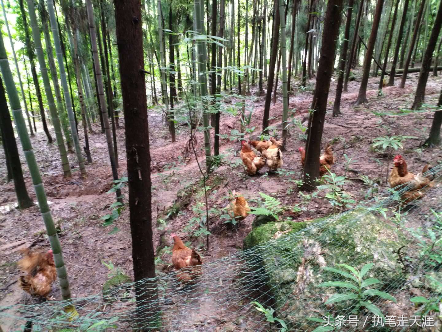曾经成都人首选的度假小镇大邑花水湾，现在怎么样了？