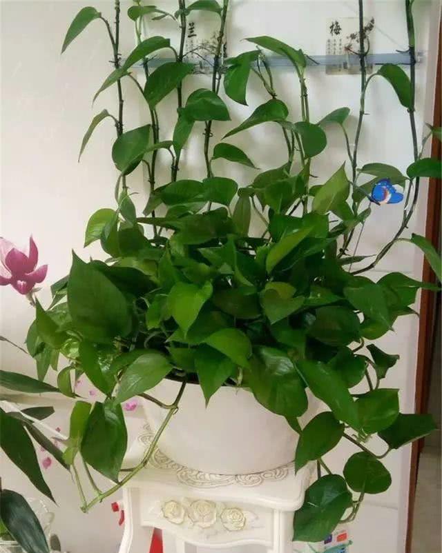 绿萝竟然也好“酒”，用这个方法教你绿叶爆盆