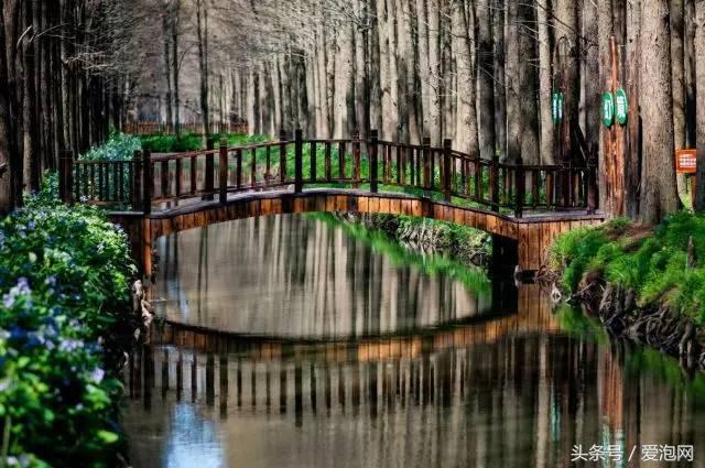 江浙沪深山老林旅游最好去处,清凉避暑好去处森林氧吧
