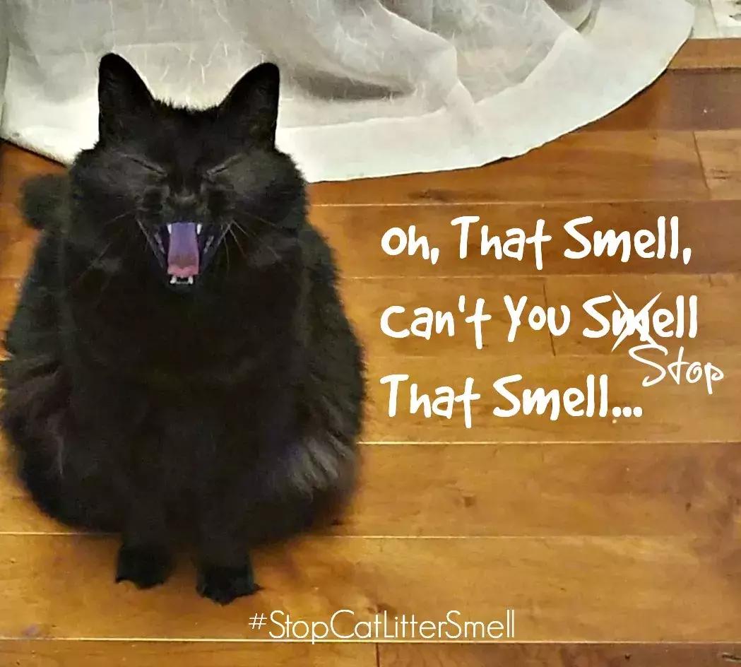 猫砂敷脸、蜜蜂毒疗，女明星怪异美容法真的有效？