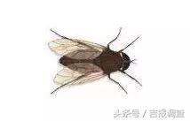 家里防虫防苍蝇方法,潮湿环境下的小苍蝇用什么药