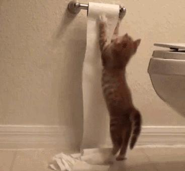 猫把电线咬破怎么办,猫咬电线被炸成小糊脸