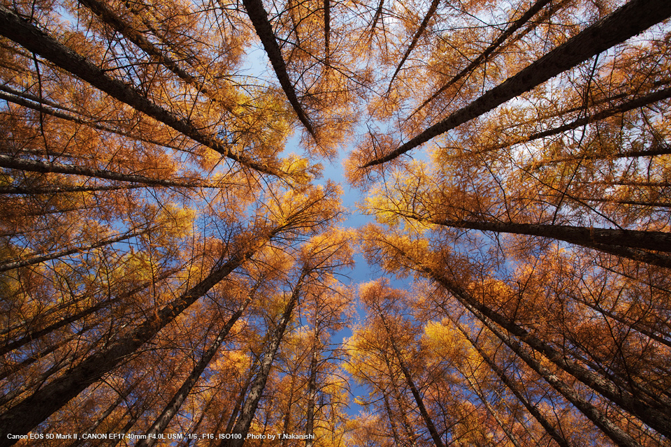 佳能17-40mm和24-70镜头评测,佳能17-40镜头最新款