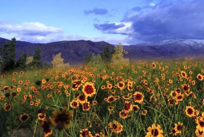 调节三高喝什么茶最好,降三高雪菊