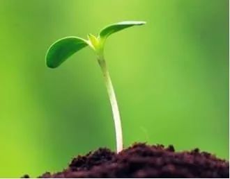 种子发芽了容易倒,种子发芽会不会坏