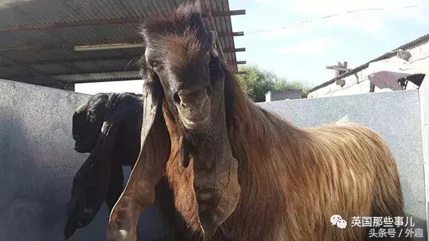 被沙特土豪炒到6万美刀一只的选美级羊咩咩……就长这个鬼样？！