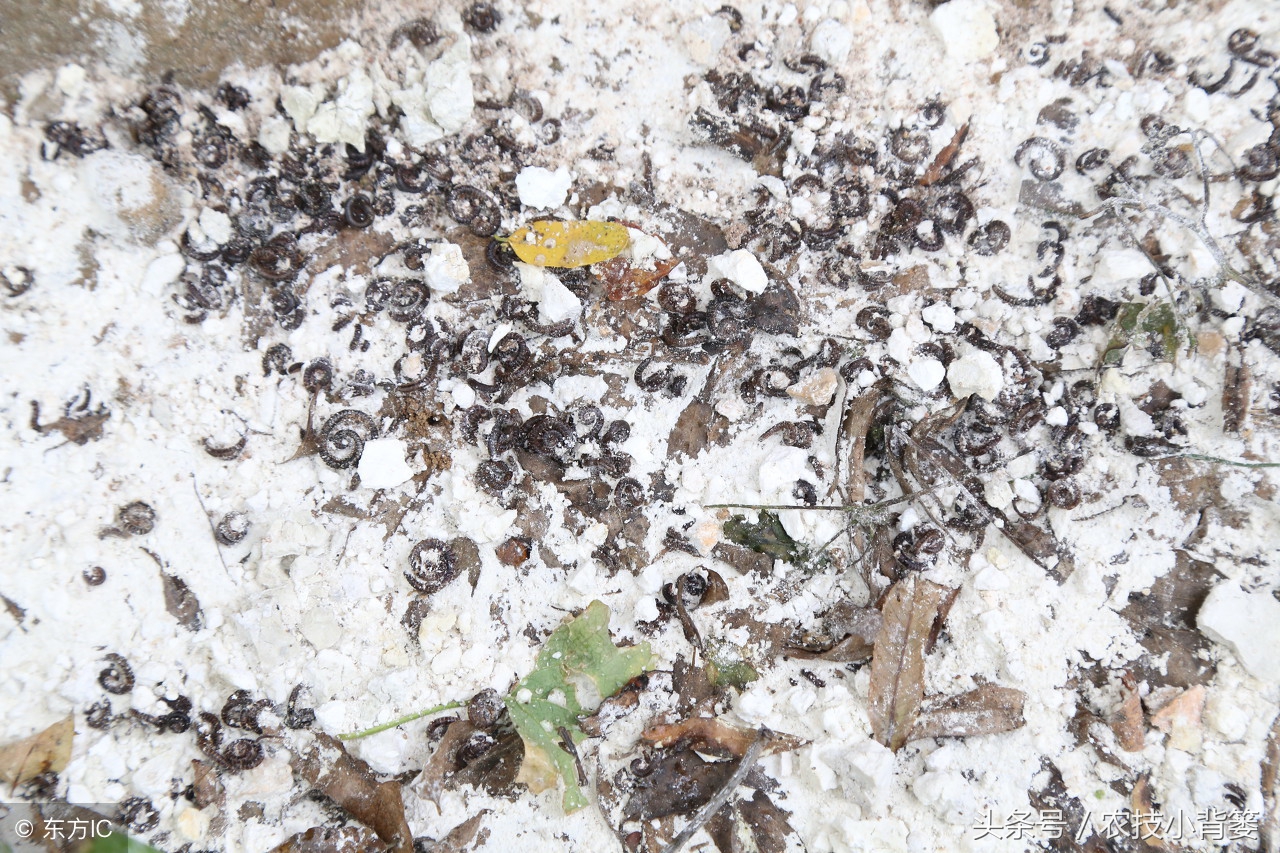 生石灰种地有什么好处,田里撒生石灰会不会对作物有影响