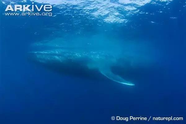 它的体重相当于30头大象总和，却一口吞下……