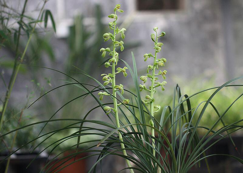 各个品种兰花怎么养才能旺盛,各个品种兰花怎么养护