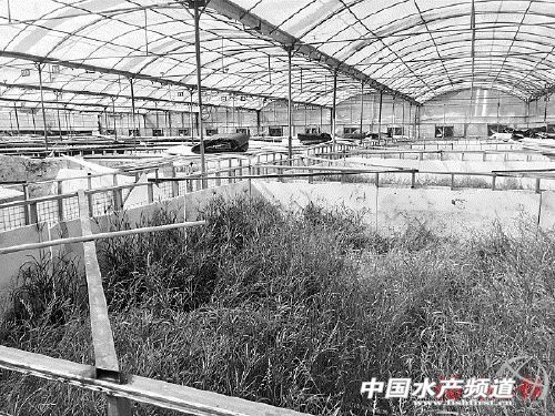 南美白对虾益生菌,养殖南美对虾受骗起诉能要回钱吗