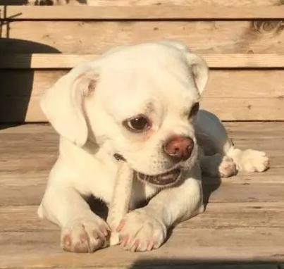 幼犬吃了骨头卡住了是什么症状,狗狗吃饭被骨头卡