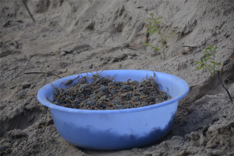 刘梁峁村荒山里“刨金”小蝎子养成大产业