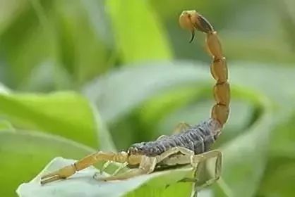 刘梁峁村荒山里“刨金”小蝎子养成大产业