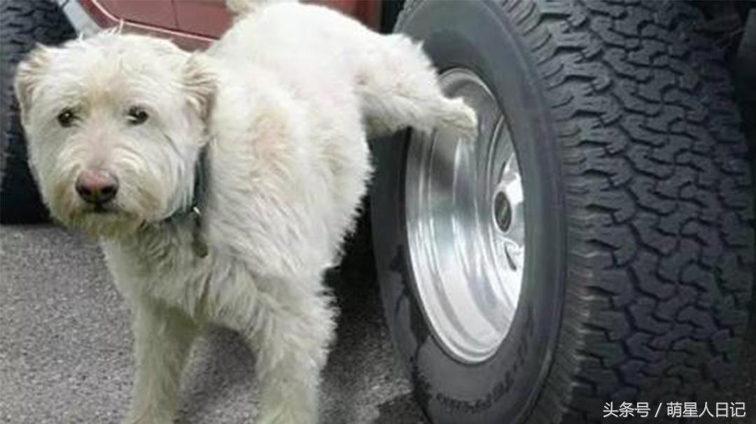 小轿车怎么预防狗尿,车防狗尿的最好方法