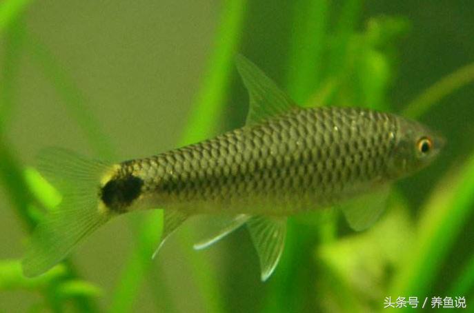 观赏鱼缸绿藻如何清除,观赏鱼缸里老长青苔怎么处理