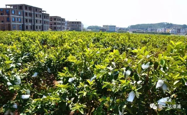 漳浦必去景点,漳浦最出名的地方