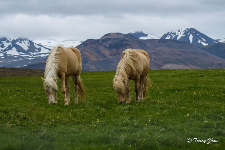 冰岛之行,千姿百态的冰岛行