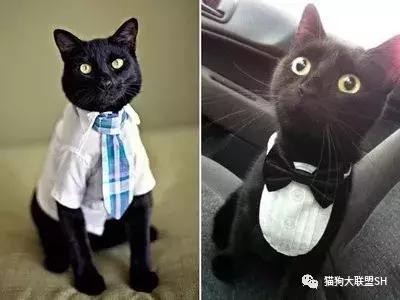 猫狗大联盟维护,猫狗联盟