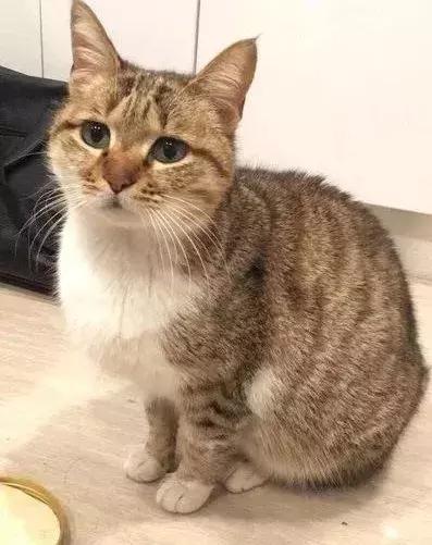 猫狗大联盟维护,猫狗联盟