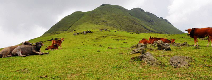 想看大草原是去西藏还是新疆,想看草原去哪里合适