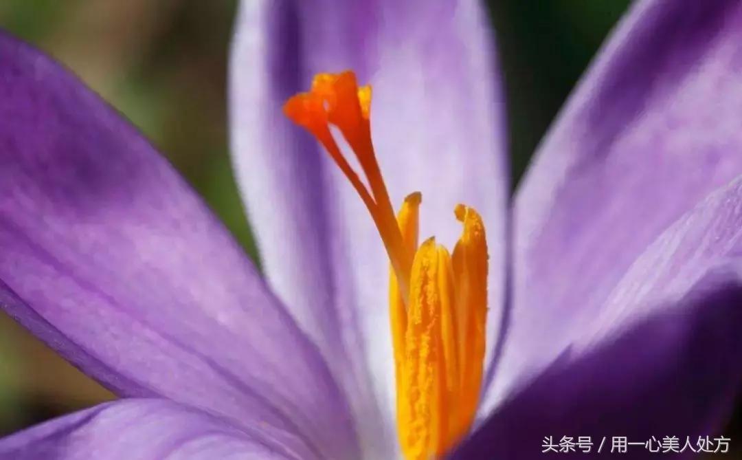 藏红花的图片藏红花的功效和作用,藏红花什么成分及功能