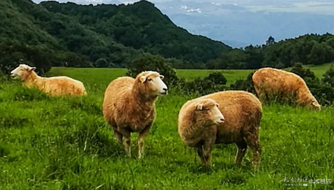寻甸凤龙青青草原,寻甸凤龙山草原