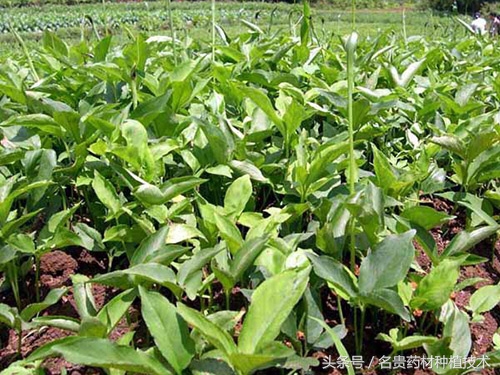 近三年种什么药材比较好,中药材种植种哪种药材最挣钱